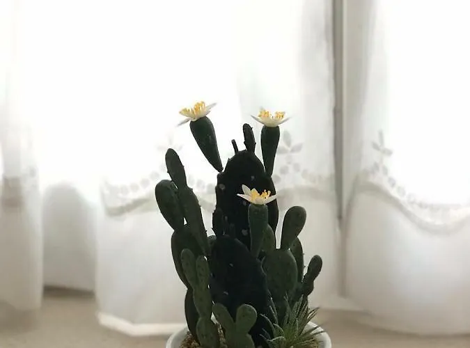 Appartement Center Roko *